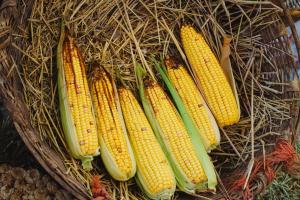 maiz-3